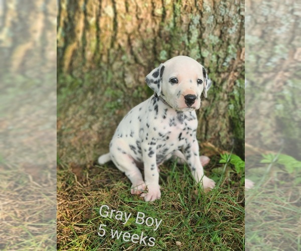Medium Photo #1  Breeder Profile in WOODLAWN, VA, USA