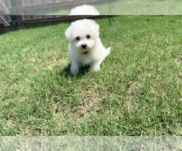 Medium Photo #6  Breeder Profile in PELZER, SC, USA