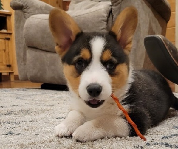 Medium Photo #17  Breeder Profile in AMERICUS, KS, USA