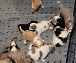 Small #3 Breeder Profile image