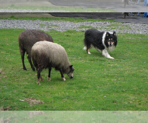 Medium Photo #9  Breeder Profile in GRANITE FALLS, WA, USA