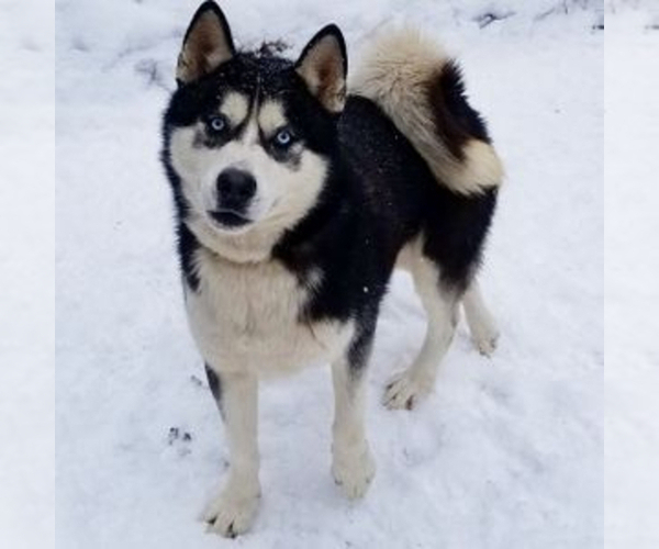 Medium Photo #1  Breeder Profile in SANDY HOOK, KY, USA