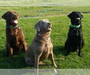 Main photo of Labrador Retriever Dog Breeder near ROYAL CITY, WA, USA