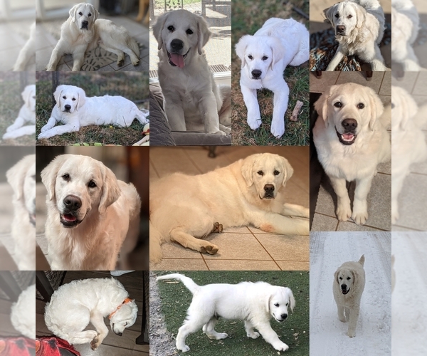 Medium Photo #4  Breeder Profile in MOLALLA, OR, USA
