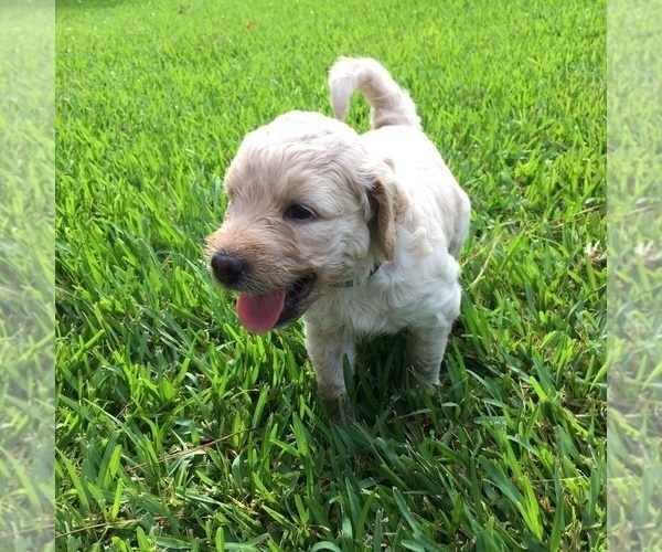 Medium Photo #1  Breeder Profile in TERRY, MS, USA