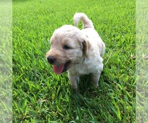 Goldendoodle Dog Breeder near TERRY, MS, USA