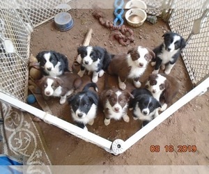 Main photo of Border-Aussie Dog Breeder near STEVENS POINT, WI, USA