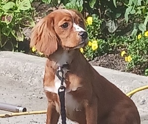 Cavalier King Charles Spaniel Dog Breeder near BROOKSVILLE, FL, USA