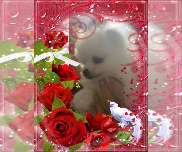 Medium Photo #23  Breeder Profile in CAULFIELD, MO, USA