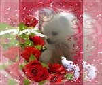 Small #22 Breeder Profile image