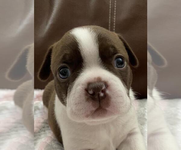 Medium Photo #1  Breeder Profile in SALEM, VA, USA