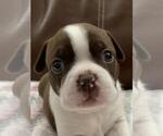 Small breeder photo