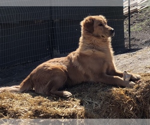 Golden Retriever Dog Breeder near TWIN FALLS, ID, USA