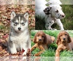 Small Photo #1  Breeder Profile in EXCELSIOR SPRINGS, MO, USA