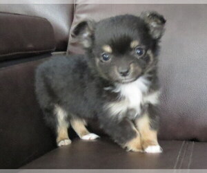 Chihuahua Dog Breeder near HAYES, VA, USA