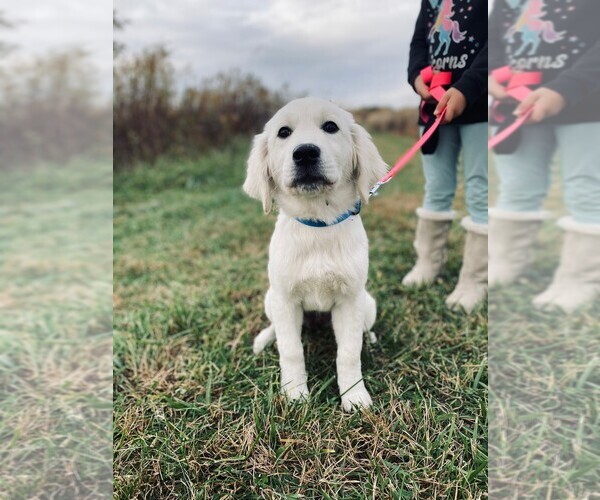 Medium Photo #18  Breeder Profile in URBANA, OH, USA