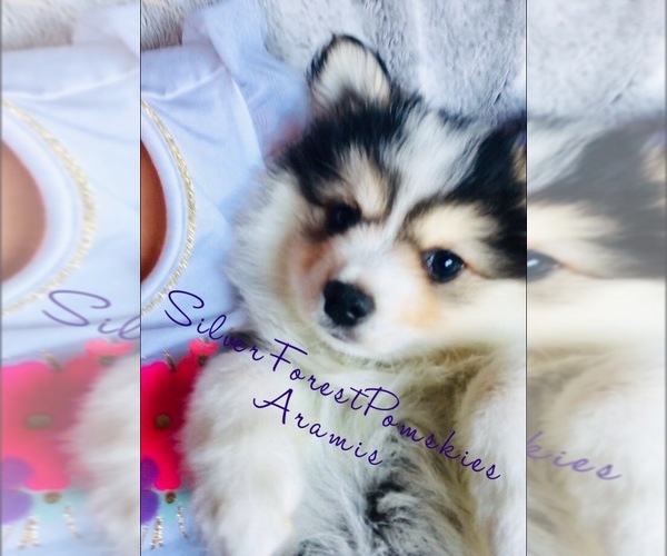 Medium Photo #13  Breeder Profile in GOLDEN VALLEY, AZ, USA