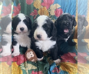 Bernedoodle Dog Breeder near BUFFALO GAP, TX, USA