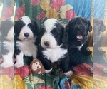 Small breeder photo