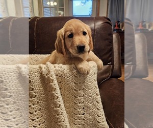 Golden Retriever Dog Breeder near VERONA, MO, USA