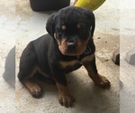 Small #2 Breeder Profile image