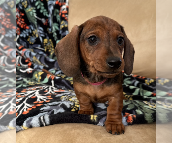 Medium Photo #1  Breeder Profile in MORENO VALLEY, CA, USA