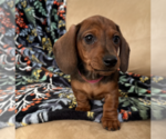 Small breeder photo