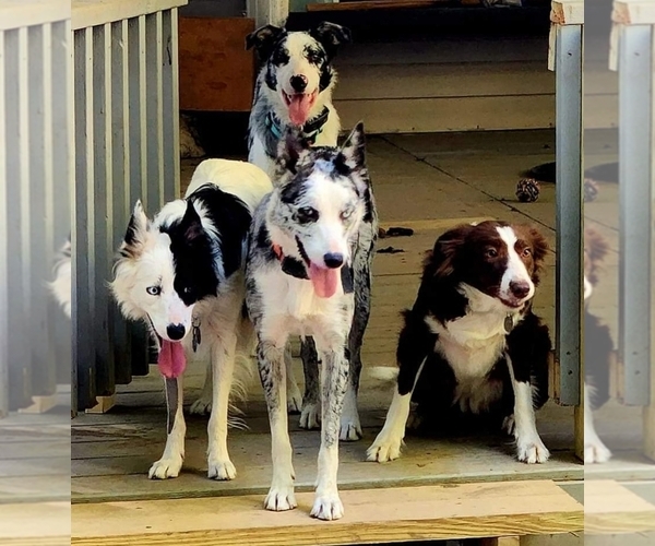 Medium Photo #1  Breeder Profile in DAWSONVILLE, GA, USA