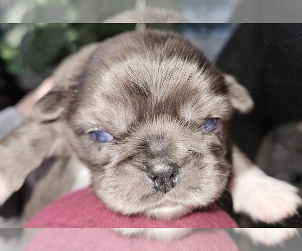 Medium Photo #11  Breeder Profile in DARLINGTON, SC, USA