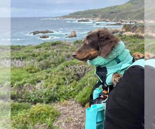 Medium Photo #1  Breeder Profile in MARINA, CA, USA