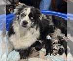 Small breeder photo
