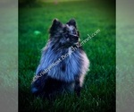Small breeder photo
