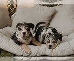 Small #20 Breeder Profile image