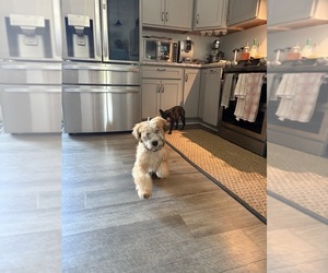Soft Coated Wheaten Terrier Dog Breeder near DIXON, IL, USA