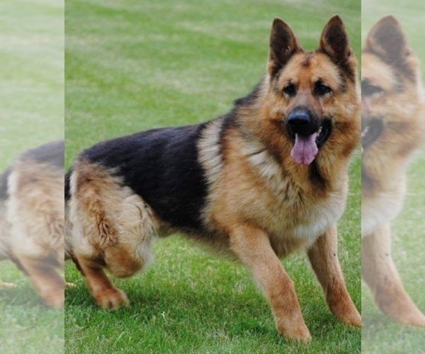 Medium Photo #1  Breeder Profile in DE PERE, WI, USA