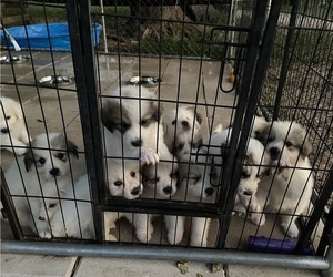 Main photo of Great Pyrenees Dog Breeder near WEIRSDALE, FL, USA