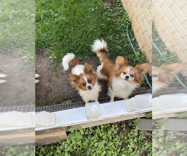 Medium Photo #1  Breeder Profile in MIDDLETOWN, MD, USA