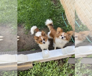 Papillon Dog Breeder near MIDDLETOWN, MD, USA