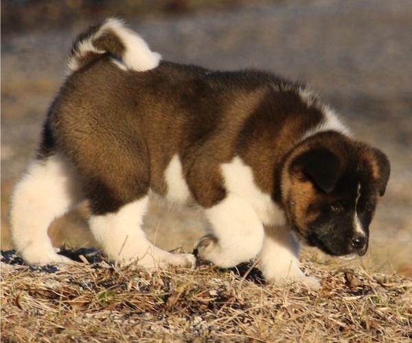 Medium Photo #1  Breeder Profile in STRAFFORD, MO, USA