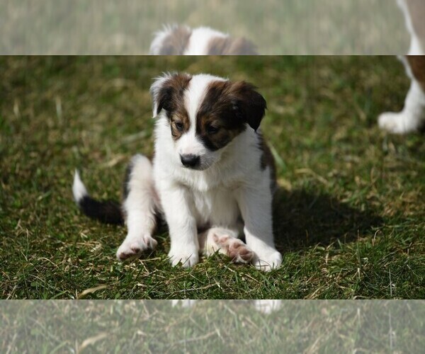 Medium Photo #16  Breeder Profile in PARIS, MI, USA