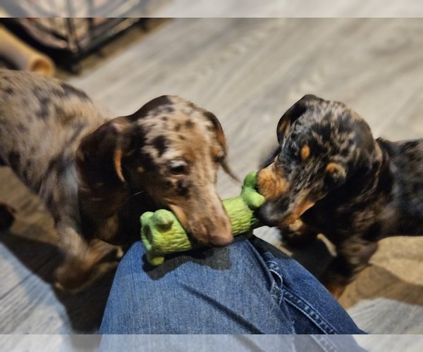 Medium Photo #15  Breeder Profile in LONE ROCK, WI, USA