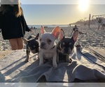 Small #4 Breeder Profile image