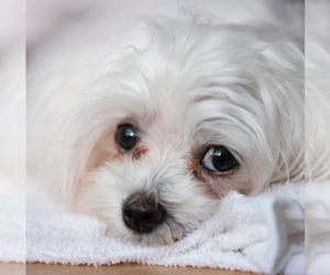 Maltese Dog Breeder near OKLAHOMA CITY, OK, USA