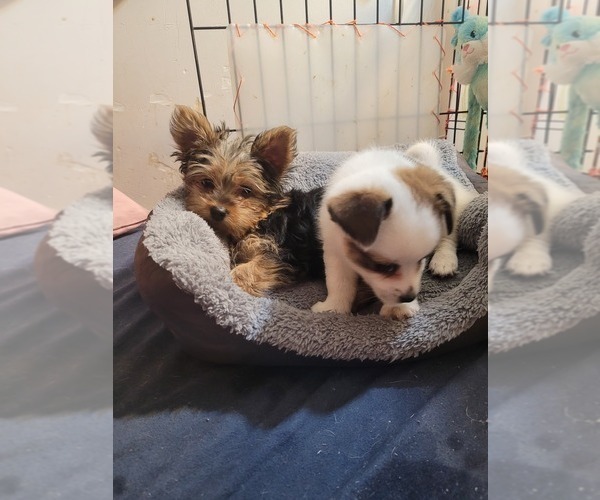 Medium Photo #157  Breeder Profile in AKRON, OH, USA