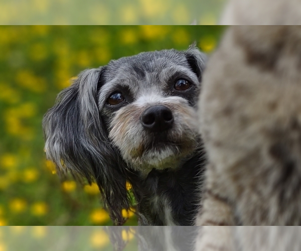 Medium Photo #15  Breeder Profile in BARREN SPRINGS, VA, USA