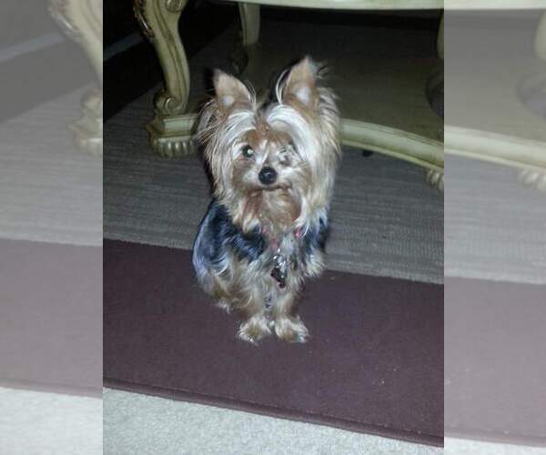 Medium Photo #38  Breeder Profile in NEENAH, WI, USA
