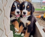 Small breeder photo