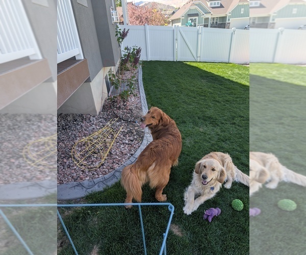 Medium Photo #33  Breeder Profile in DOLORES, CO, USA