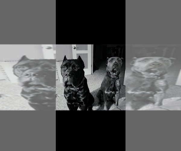 Medium Photo #7  Breeder Profile in WAUWATOSA, WI, USA