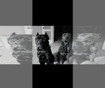 Small #6 Breeder Profile image